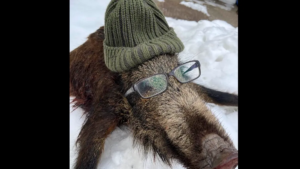 ein-wildschwein-mit-brille-ein-facebook-beitrag-loeste-in-oesterreich-empoerung-aus.png