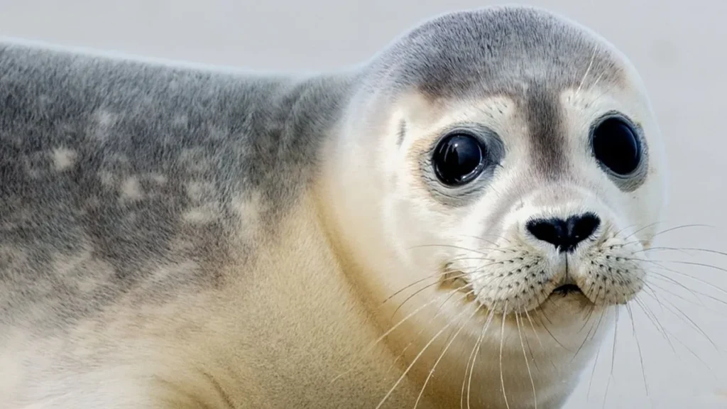 eine-robbe-lag-im-landkreis-cuxhaven-ploetzlich-auf-einer-strasse-und-wurde-bei-einem-unfall-toedlic.webp