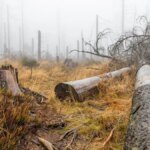 gruselstimmung-im-harz-symbolbild-in-der-region-gibt-es-viele-verlassene-orte.jpg