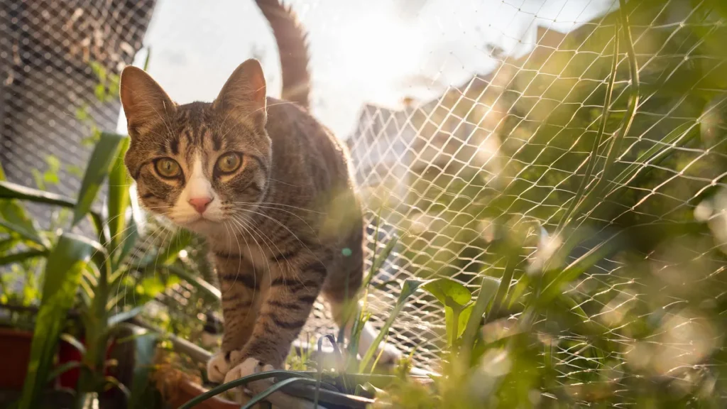 katzen-ein-schutznetz-verhindert-nicht-nur-dass-das-tier-ausbuext-es-schuetzt-es-auch-vor-gefaehrlic.webp