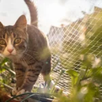 katzen-ein-schutznetz-verhindert-nicht-nur-dass-das-tier-ausbuext-es-schuetzt-es-auch-vor-gefaehrlic.webp