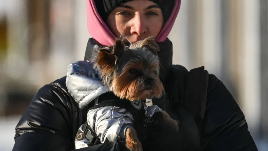 russia-regions-weather-9086471-14-012026-a-woman-with-her-yorkshire-terrier-walks-down-a-street-on-a.webp