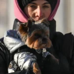 russia-regions-weather-9086471-14-012026-a-woman-with-her-yorkshire-terrier-walks-down-a-street-on-a.webp