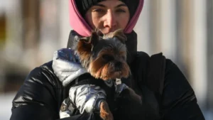 russia-regions-weather-9086471-14-012026-a-woman-with-her-yorkshire-terrier-walks-down-a-street-on-a.webp
