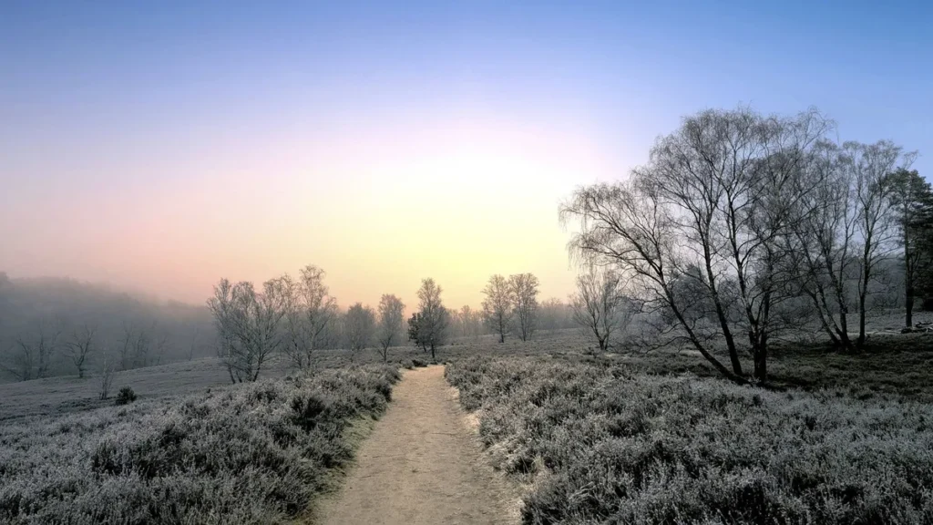 wandern-im-winter-bei-frost-in-der-fischbeker-heide-in-hamburg-hiking-in-winter-with-frost-in-the-fi.webp