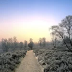 wandern-im-winter-bei-frost-in-der-fischbeker-heide-in-hamburg-hiking-in-winter-with-frost-in-the-fi.webp