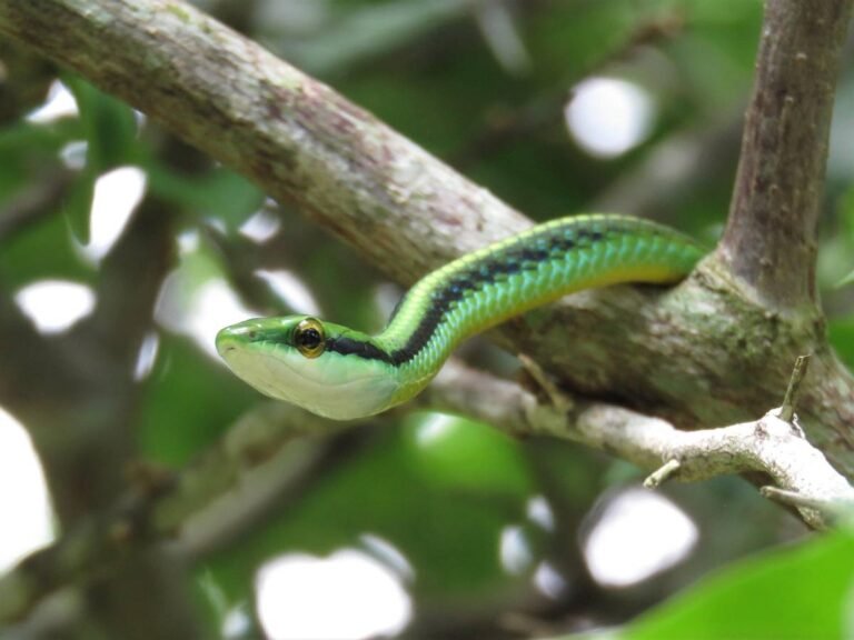 1770027954-leptophis-2694798-1920.jpg