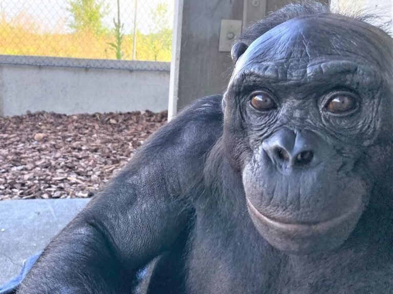 1770796044-image0-1.jpeg
