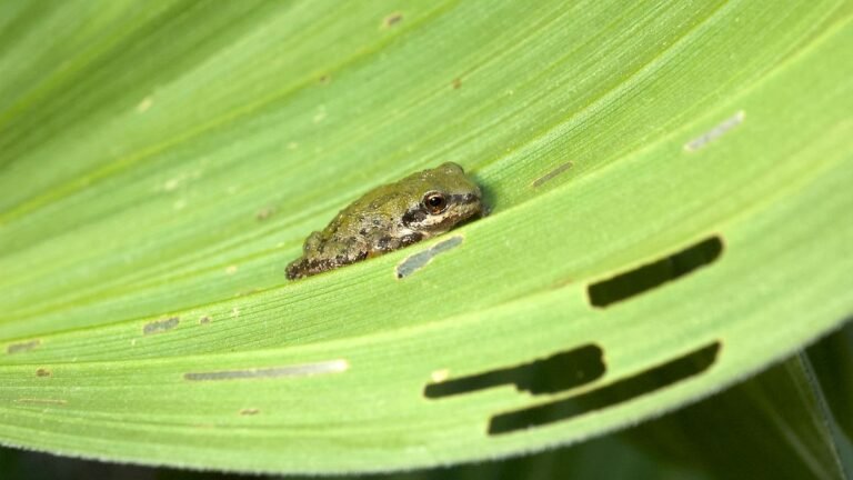 HANDOUT-Male-Sierran-treefrogs-or-chorus-frogs-change-their-breeding-calls-depending-on-the-temperat.jpeg