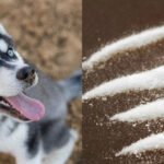 Husky-cocaina.jpg