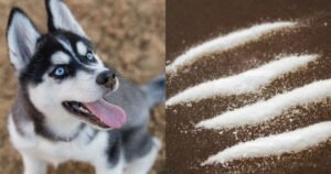 Husky-cocaina.jpg