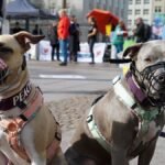 Kampfhund-mit-Maulkorb-ueber-100-Hunde-mit-ihren-Herrchen-und-Frauchen-demonstrieren-gegen-ein-Rasse.jpeg