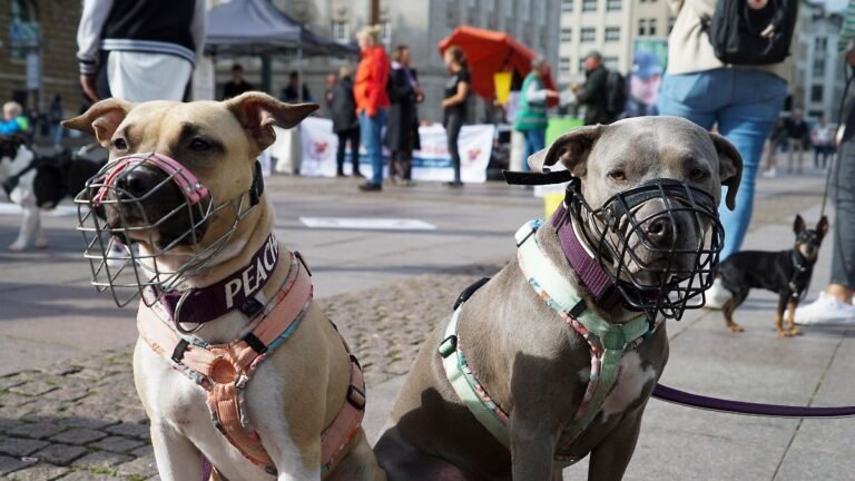 Kampfhund-mit-Maulkorb-ueber-100-Hunde-mit-ihren-Herrchen-und-Frauchen-demonstrieren-gegen-ein-Rasse.jpeg