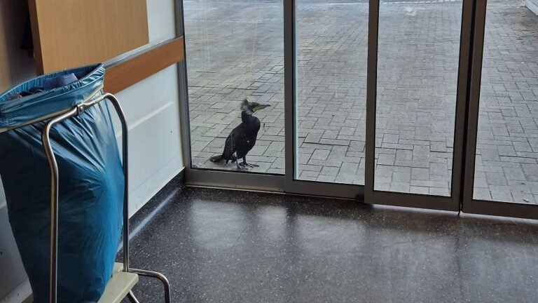 Kormoran_2.jpg