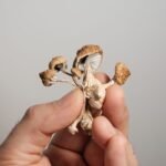 Psilocibina-paziente-Italia-1-scaled.jpg