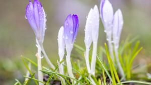 Regnerisches-Februarwetter-Regentropfen-haengen-auf-Krokussen-auf-einer-Wiese.jpg