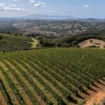 Vigne20mare202-U18201415848mbL-1440x752@IlSole24Ore-Web.jpg