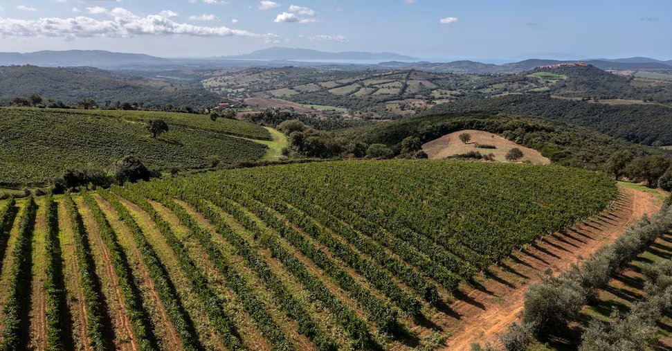 Vigne20mare202-U18201415848mbL-1440x752@IlSole24Ore-Web.jpg