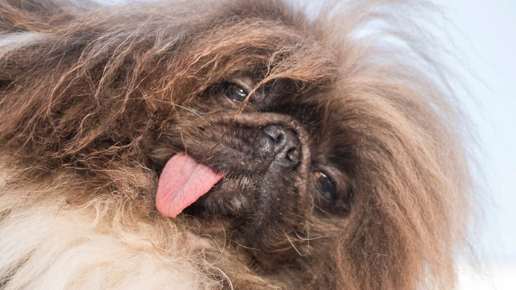 Wild-Thing-won-first-place-at-the-World-s-Ugliest-Dog-competition-in-Petaluma-Calif-Friday-June-21-2.jpeg