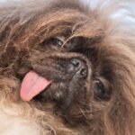 Wild-Thing-won-first-place-at-the-World-s-Ugliest-Dog-competition-in-Petaluma-Calif-Friday-June-21-2.jpeg