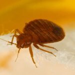 bettwanzen-hauswanzen-verstecken-sich-in-textilien-und-polstermoebeln.jpg