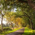 birken-eichen-und-erlen-praegen-das-bild-auf-dem-weg-zum-friedhof-im-ostfriesischen-leybuchtpolder.j.webp