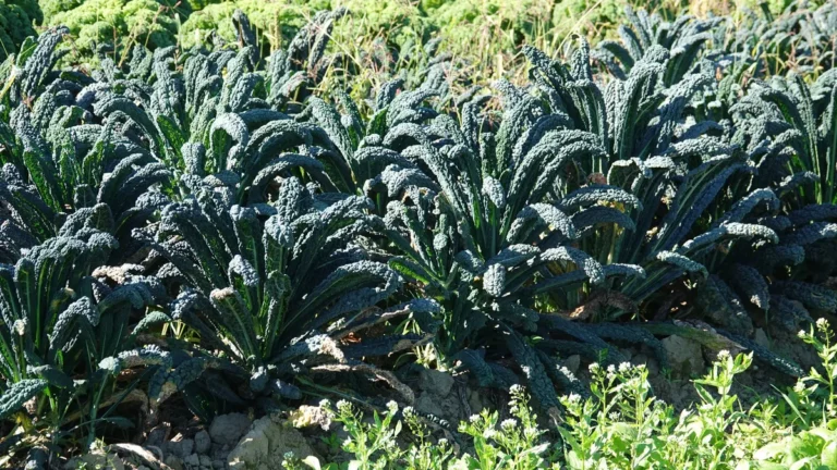 brassica-oleracea-variegata-palmifolia-palmkohl-toskana-cale-brassica-oleracea-variegata-palmifolia.webp