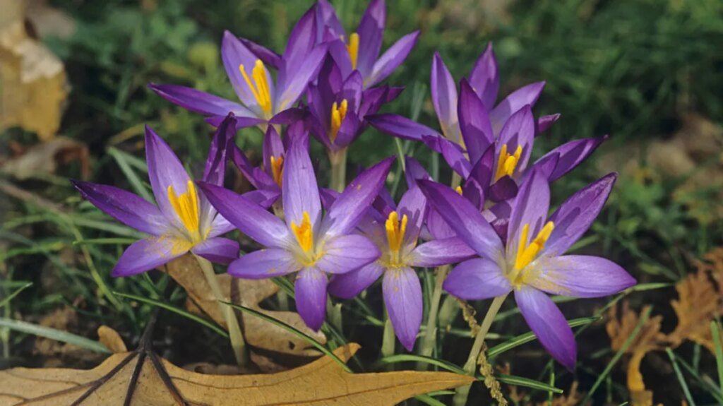der-herbst-krokus-liefert-insekten-wie-es-der-name-schon-sagt-auch-noch-spaet-im-jahr-nahrung.jpg
