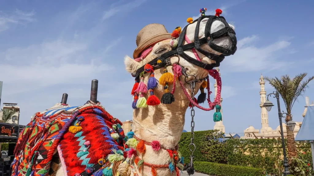 ein-traditionell-geschmuecktes-kamel-in-hurghada-das-auswaertige-amt-raet-deutschen-reisenden-nicht.webp