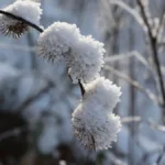 frost-und-schnee-liegen-auf-den-zweigen-einer-pflanze-symbolbild-nach-dem-fruehlingshoch-kehrt-nach.webp