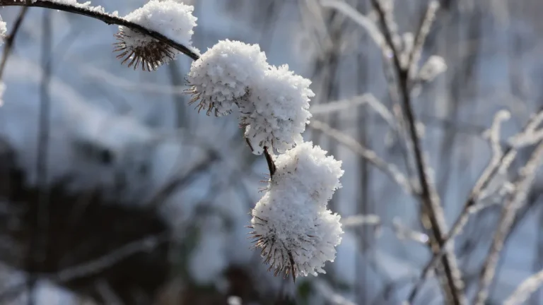 frost-und-schnee-liegen-auf-den-zweigen-einer-pflanze-symbolbild-nach-dem-fruehlingshoch-kehrt-nach.webp
