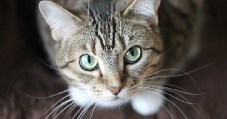 gatto.jpg