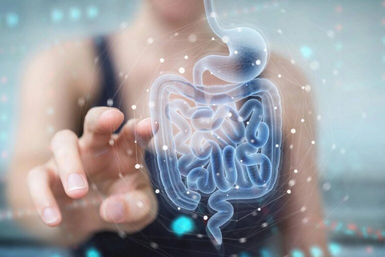 intestino_adobe_free.jpeg