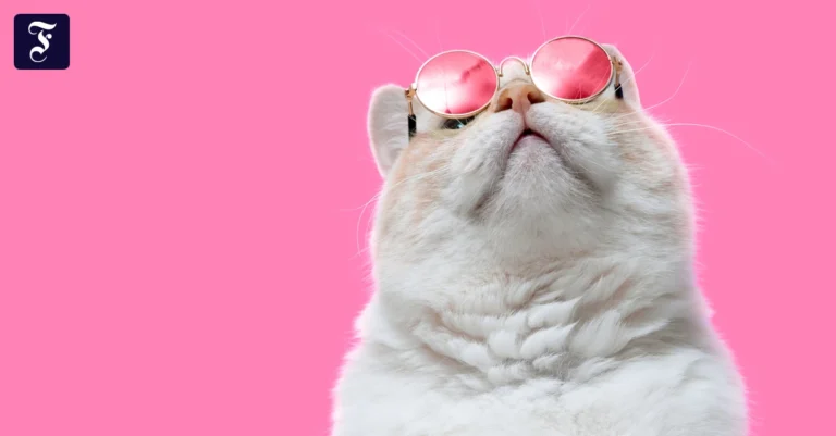 katzen-lassen-die-welt-ein.webp.webp