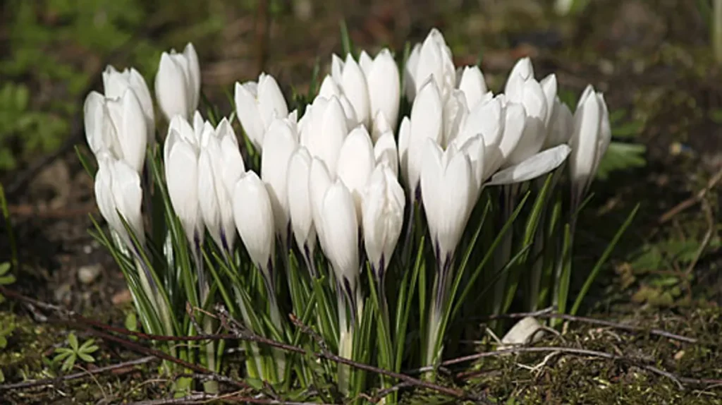 kleiner-krokus-crocus-chrysanthus-er-wird-auch-balkan-krokus-genannt-er-liebt-sonnige-sommertrockene.webp