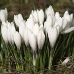 kleiner-krokus-crocus-chrysanthus-er-wird-auch-balkan-krokus-genannt-er-liebt-sonnige-sommertrockene.webp