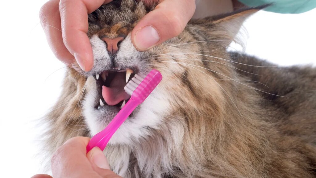 maine-coon-cat-and-toothbrush-in-studio-copyright-emmanuellexbonzami-32274195.jpg