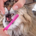 maine-coon-cat-and-toothbrush-in-studio-copyright-emmanuellexbonzami-32274195.jpg