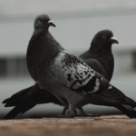 original_272154.png