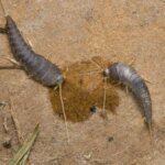 silberfische-die-insekten-lepisma-saccharina-werden-von-suessen-geruechen-angelockt.jpg