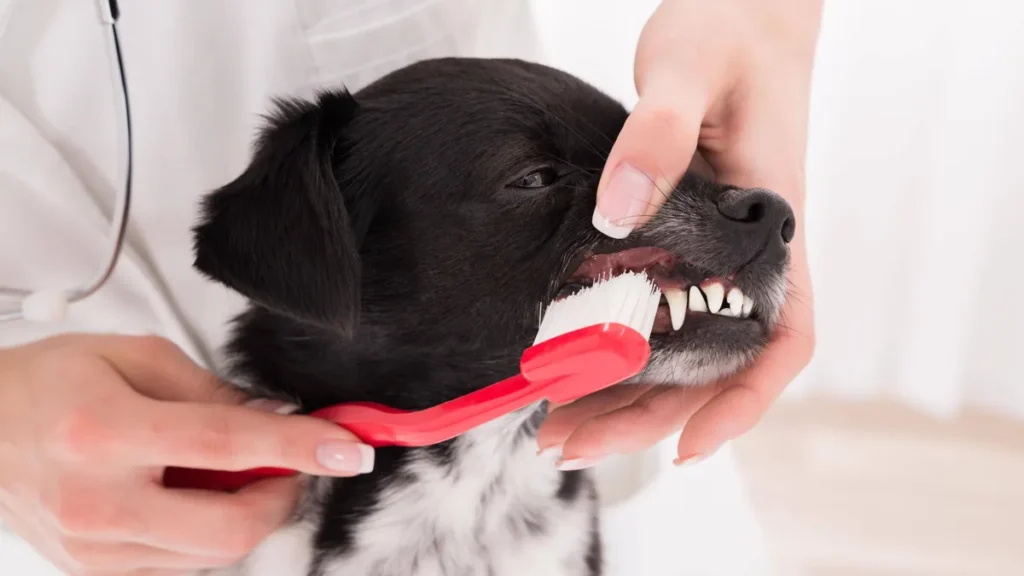 vet-cleaning-dog-s-teeth-with-toothbrush-model-released-symbolfoto-property-released-publicationxinx.webp