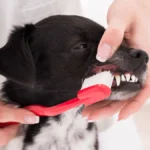 vet-cleaning-dog-s-teeth-with-toothbrush-model-released-symbolfoto-property-released-publicationxinx.webp