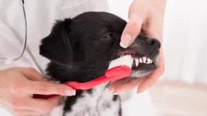 vet-cleaning-dog-s-teeth-with-toothbrush-model-released-symbolfoto-property-released-publicationxinx.webp