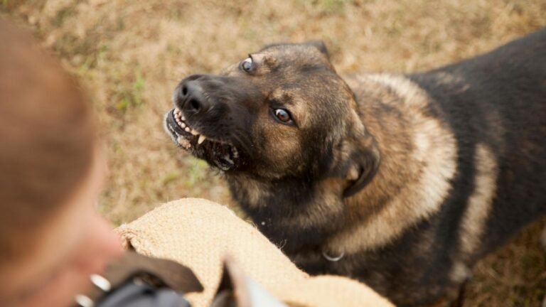 werwolfsyndrom-hund.jpg