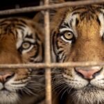 zdfinfo-wildlife-crime-milliardengeschaeft-tierhandel-die-geheime-tiger-mafia-1041920x1080.jpeg