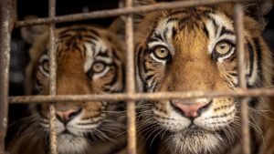 zdfinfo-wildlife-crime-milliardengeschaeft-tierhandel-die-geheime-tiger-mafia-1041920x1080.jpeg