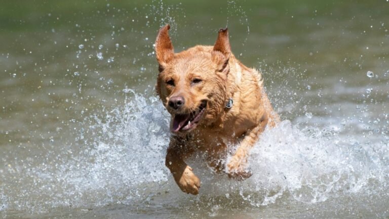 04-labrador-in-der-murr-nahe-ludwigsburg-f0a02de36c787188.jpg