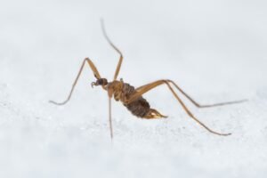 0e9b76d_upload-1-07xmtg5aoihg-snow-fly.jpg