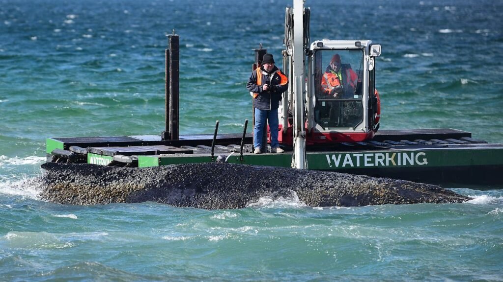 1774556345_Ein-Schwimmbagger-arbeitet-an-einem-gestrandeten-Wal-in-der-Ostsee-Experten-versuchen-erneut-den-vor.jpeg