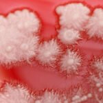 1_12099893_hires_candida_albicans_culture_vp.jpg